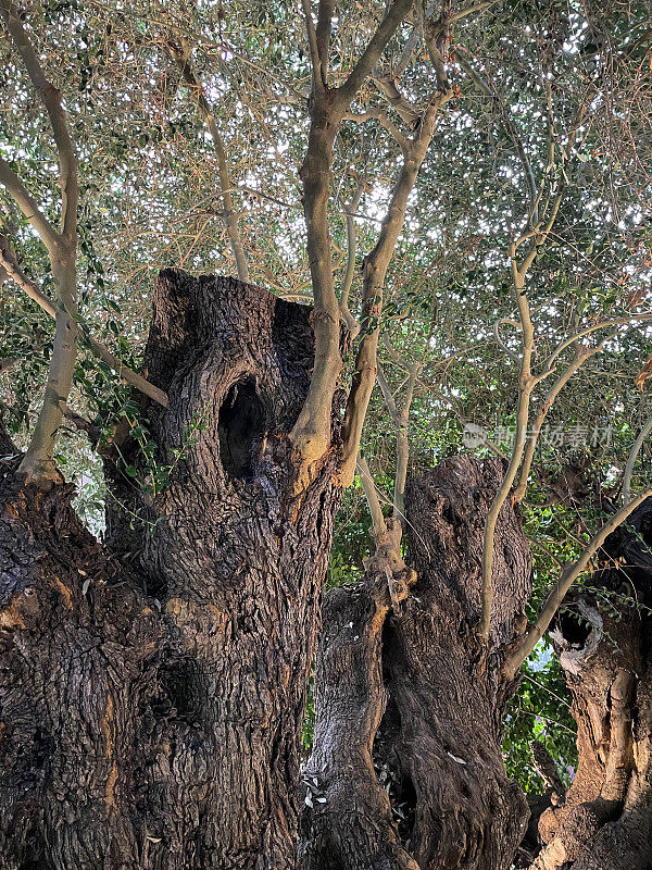 两棵巨大的、古老的欧洲橄榄树(Olea europaea)的特写图片，扭曲的、多节的支撑，树干和根覆盖着绿色的地衣，聚焦于前景